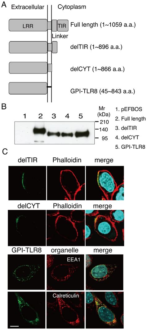 Defining The TLR Domain Responsible For Localization A Schematic