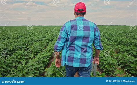 Agriculture Farmer Walks Through The Field With Soybeans Green Plants