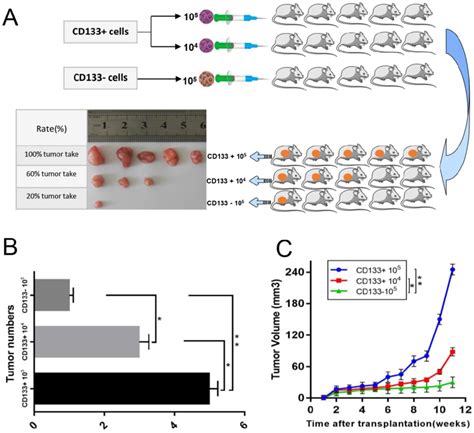 In Vivo Xenograft Study A Sorted Cd133 Cells And Cd133 Cells Were