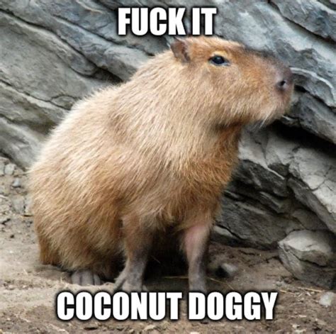 Fuck It R Memes