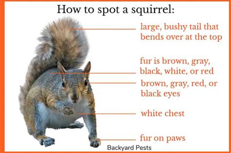 23 Easy Ways To Tell A Squirrel From A Rat With Pictures And Videos