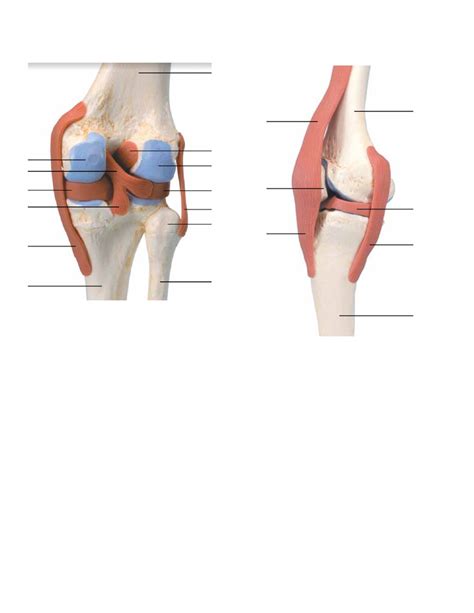 Knee Diagram Quizlet