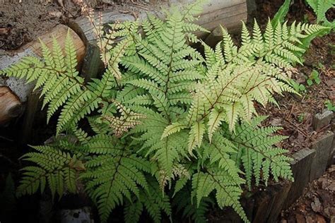 Athyrium otophorum var. okanum – Ballyrobert Gardens