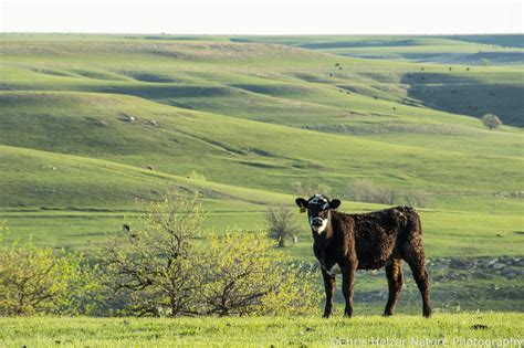 Photos Of The Week May The Prairie Ecologist