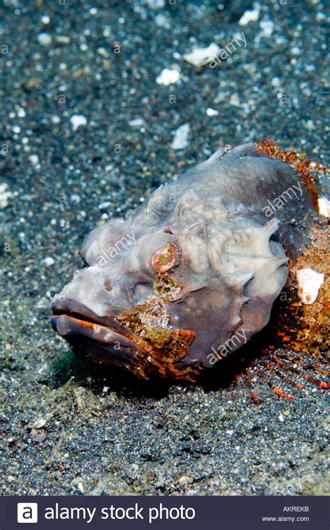 Flasher Scorpionfish Hi Res Stock Photography And Images Alamy