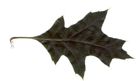 Alnarp 06 - Black Oak leaf by dogcracker on DeviantArt