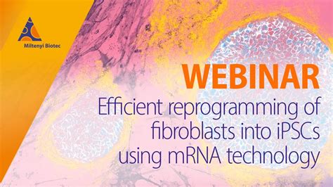 Efficient Reprogramming Of Fibroblasts Into Ipscs Using Mrna Technology