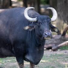 asian water buffalo  lake tobias wildlife park