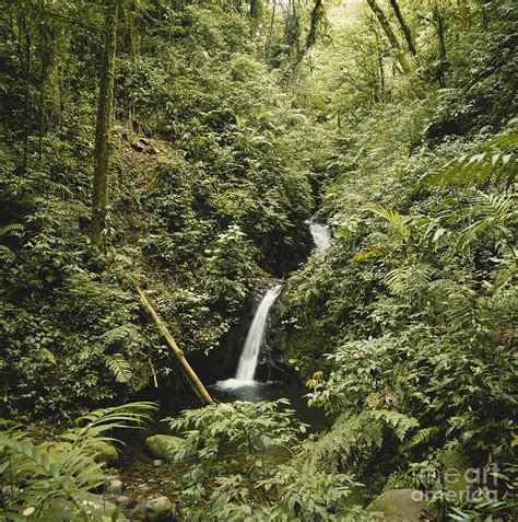 Cloud Forest Waterfall Photograph by Gregory G. Dimijian, M.D. - Pixels