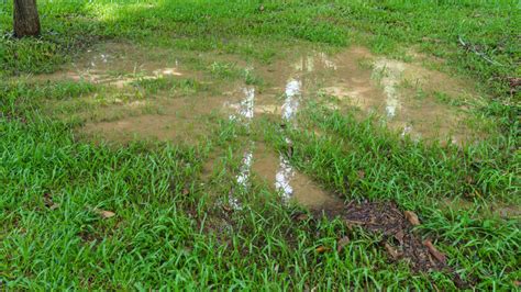 simple tricks  restoring  muddy lawn    glory