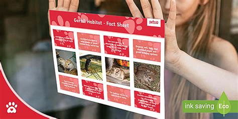 Gerbil Habitat - Fact Sheet - Pet Care (Teacher-Made)