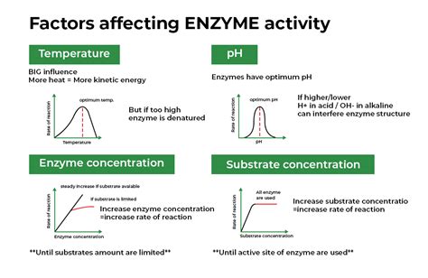 Factors Affecting Enzyme Activity GeeksforGeeks