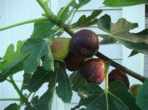 Fig Tree Fruit Drop How To Fix Fig Fruit Fall Off The Tree