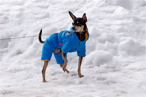 Hund Zittert Ursachen Symptome Und Therapie