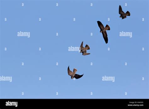 Wild Peregrine Falcon diving Stock Photo - Alamy