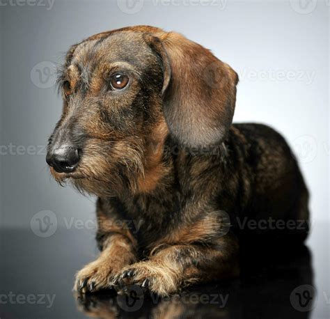 Wired Hair Dachshund Relaxing In Gray Studio 30016012 Stock Photo At