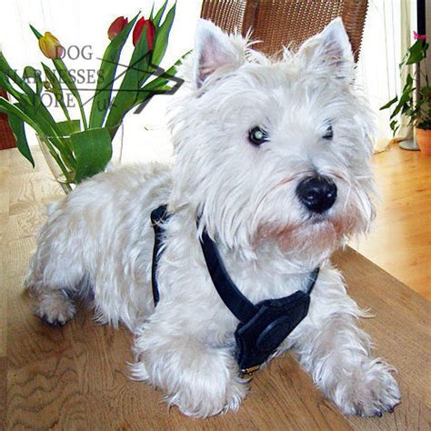 Dog Walking Harness For West Highland White Terrier