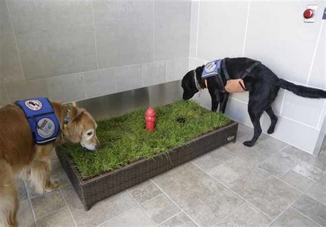 Как выглядит туалет для собаки