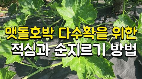 맷돌호박키우는 방법 ️방임형보다 많이 달리게 하는 적심 순지르기방법 ️ 맷돌호박 다수확방법 Youtube