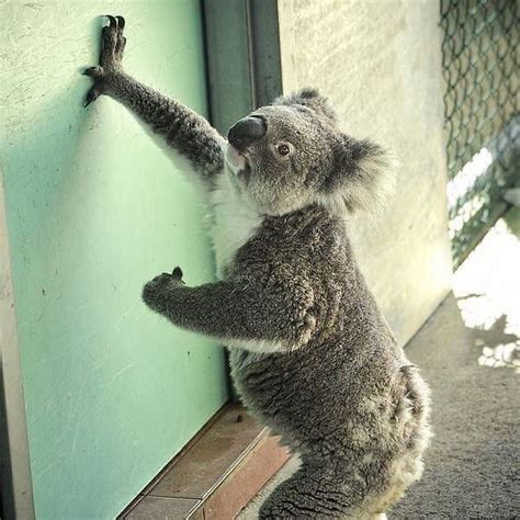 Koala On Instagram Hello Is Anyone At Home Credit Unknow