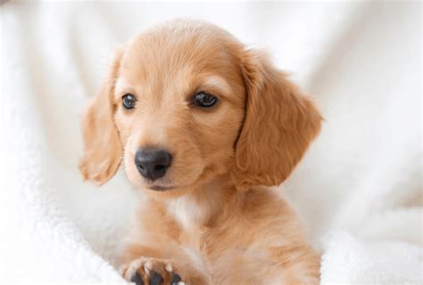 Dachshund Lifespan Facts You Should Know Pawleaks