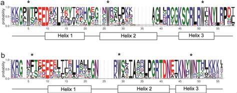 Conservation Domain Structure Analysis Of Mamyb Proteins Sequence