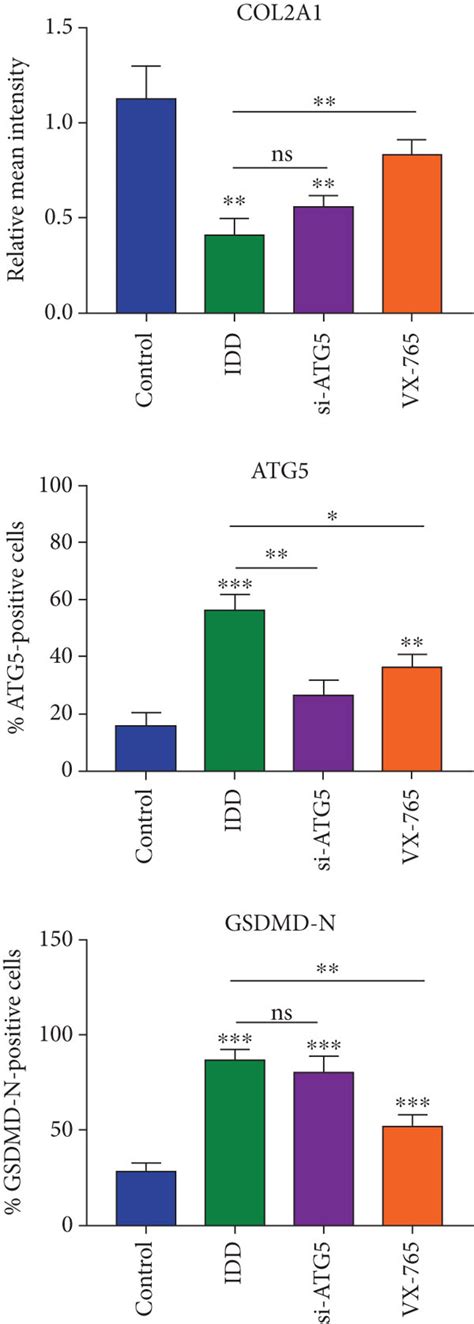 Administration Of VX 765 Ameliorated The Progression Of IDD In Vivo