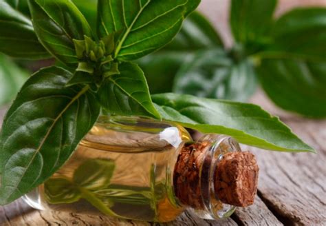 Эфирное масло базилика: свойства и применение - AgroFlora.ru