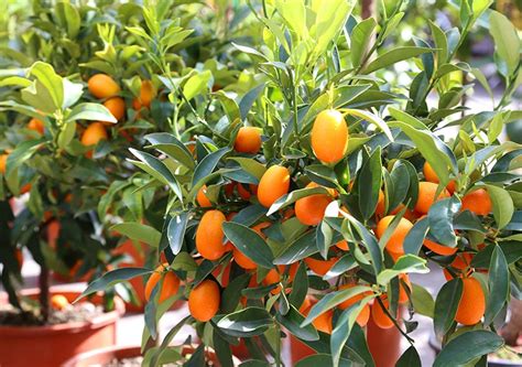 Kumquat Tree Care How To Grow Kumquats Epic Gardening 57 Off