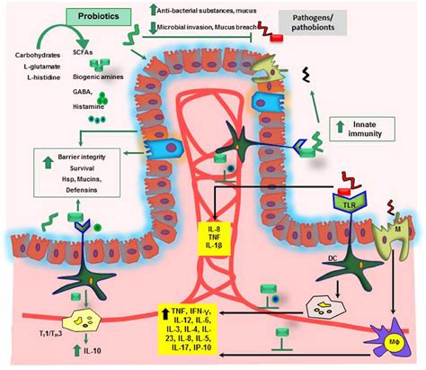 Mechanisms Of Probiosis In The Gastrointestinal Tract SCFAs Short