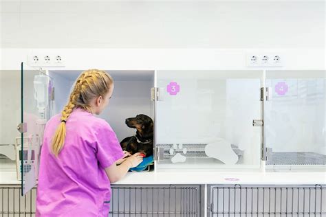 10 Ideas De Marketing Veterinario Para Agosto