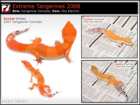 Tangerine Tornado Leopard Gecko