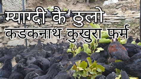 Kadaknath Kadaknath Chicken Farming In Myagdi Nepal Youtube