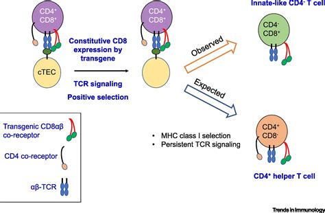 The Role Of Cd Downregulation During Thymocyte Differentiation Trends