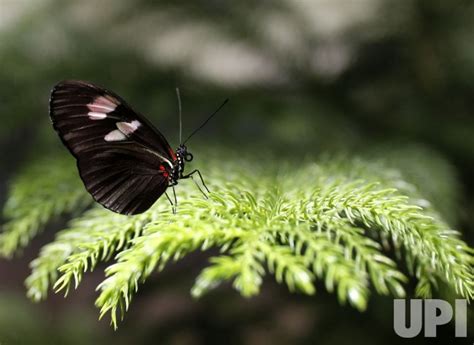 Photo Butterfly Conservatory At Amnh In New York Nyp20211117118