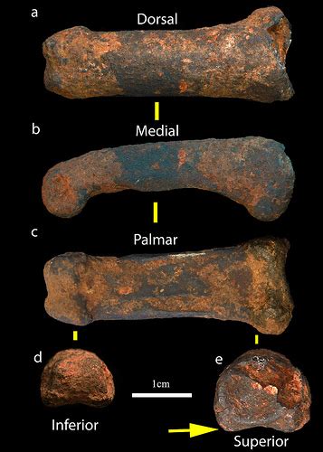 Sterkfontein Caves produce two new hominin fossils – Popular Archeology