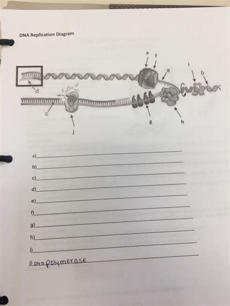 Solved DNA Replication Diagram | Chegg.com