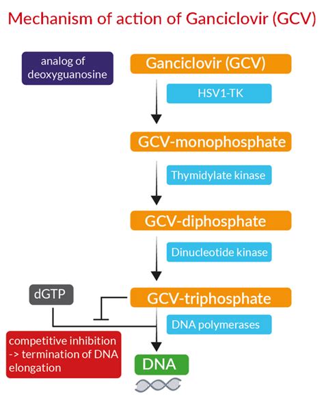 Ganciclovir For Research Prodrug For HSV TK InvivoGen