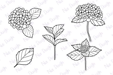 Hydrangea Flower Line Art Monogram Svg Graphic By Nurdesign99