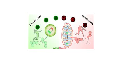 Fluorescent Probe As Dual Organelle Localizer Through Differential