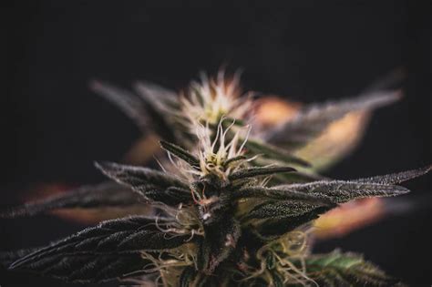 What Are The Best Cannabis Strains In The World? - Programming Insider