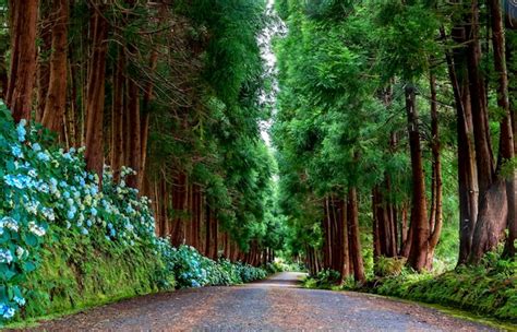 Camino Bordeado De Cedros Y Hortensias Foto Premium