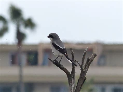 Breakfast with the Birds at Ballona! – Bird L.A. Site