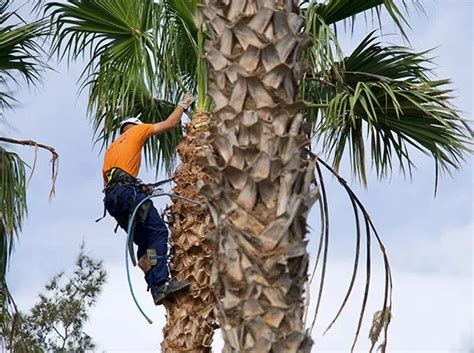 Tree Trimming Services Las Vegas Affordable Tree Service