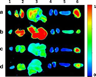 Biodistribution Conjugates In Nude Mice Bearing Tumors Post Injection