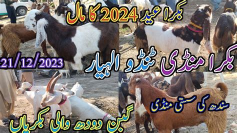 Bakra Mandi Tando Allahyar Bakra Eid Gulabi Goat Latest