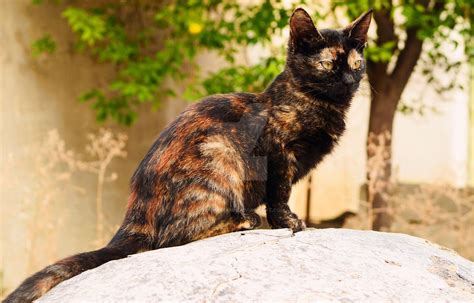 Tortoiseshell Cat by queenmariann on DeviantArt