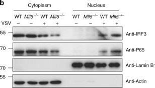 IRF3 Antibody 11312 1 AP Proteintech