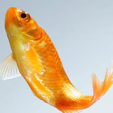 昆山市淀山湖镇恒丰观赏鱼养殖场 GOLDFISH jiangsu hengfeng