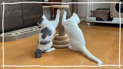 7】子猫と先住猫の初対面はうまくいくのか？ 子猫の好きなおもちゃ Youtube